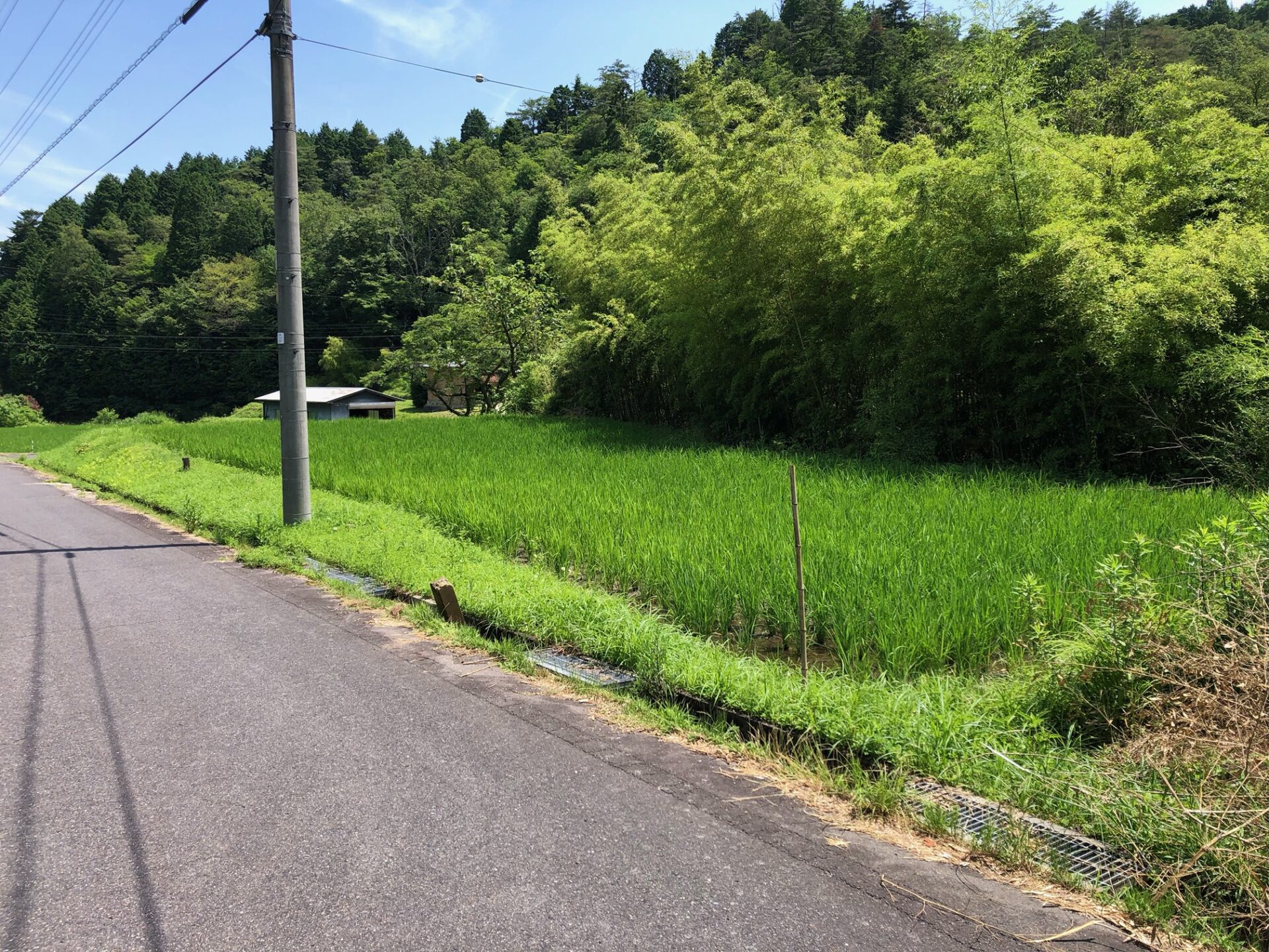 田んぼ